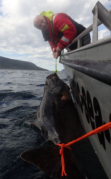 Smile Ray Norway Fishing Report of this big Halibut