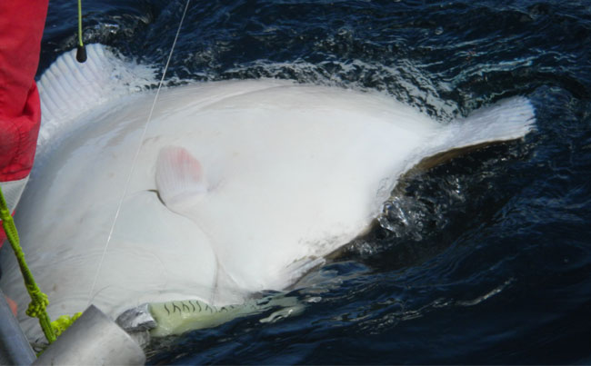 Huge white belly of the Halibut Norway Fishing Report