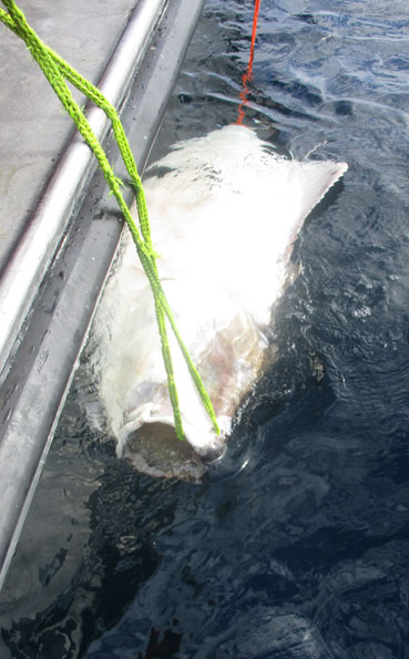 Hosted_Havoysund_North_Norway_Paul_Stevens_Halibut_North_Norway__0086