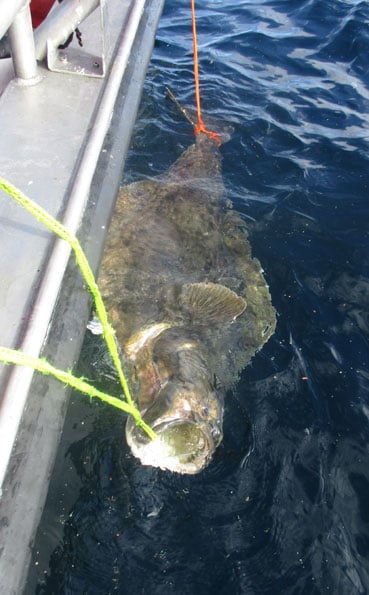 The other side of our biggest Halibut Norway Fishing Report