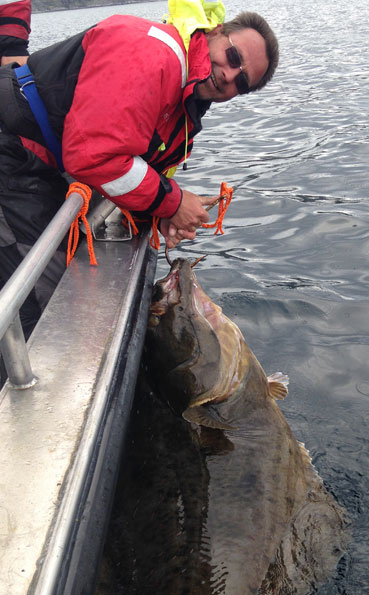 Norway Fishing Report with massive Halibut