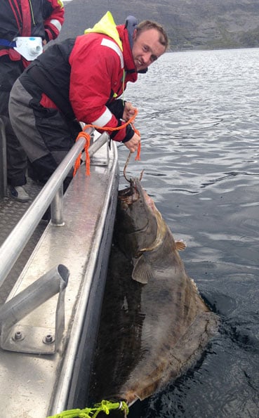 Every one catches huge halibut Norway Fishing Report