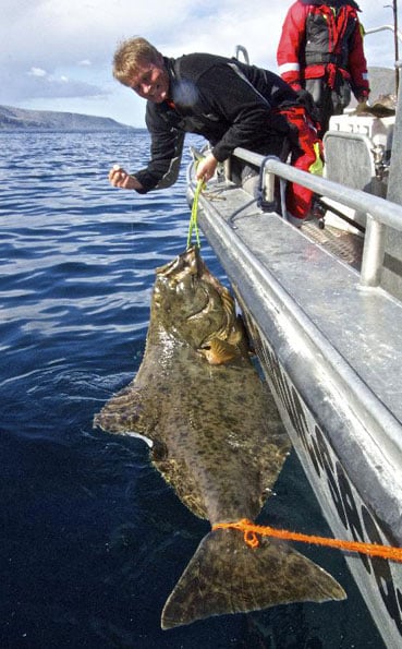 Fishing Report Norway Monster halibut