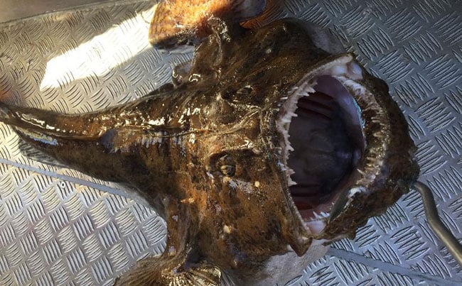 Angler fish returned only on our Fishing Report Norway