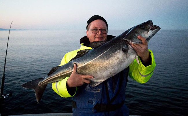 Fishing Report Norway with Coalfish every where