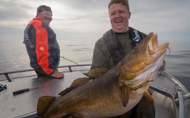 Monster Cod Fishing Report Norway