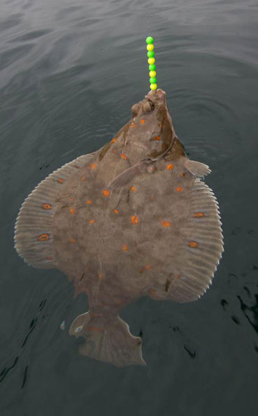 Plaice Fishing Report Norway