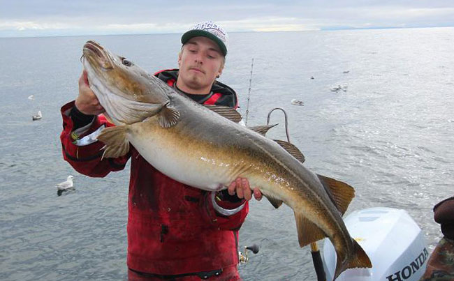 Magic Fishing Report Norway with huge Cod
