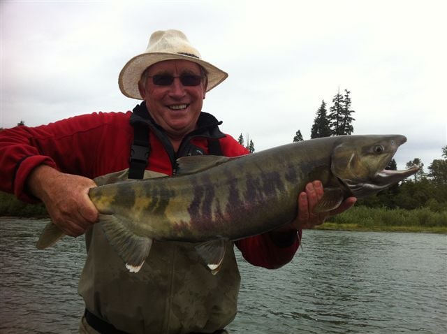 Fly fishing for big Chum Salmon Kitimat River Canada