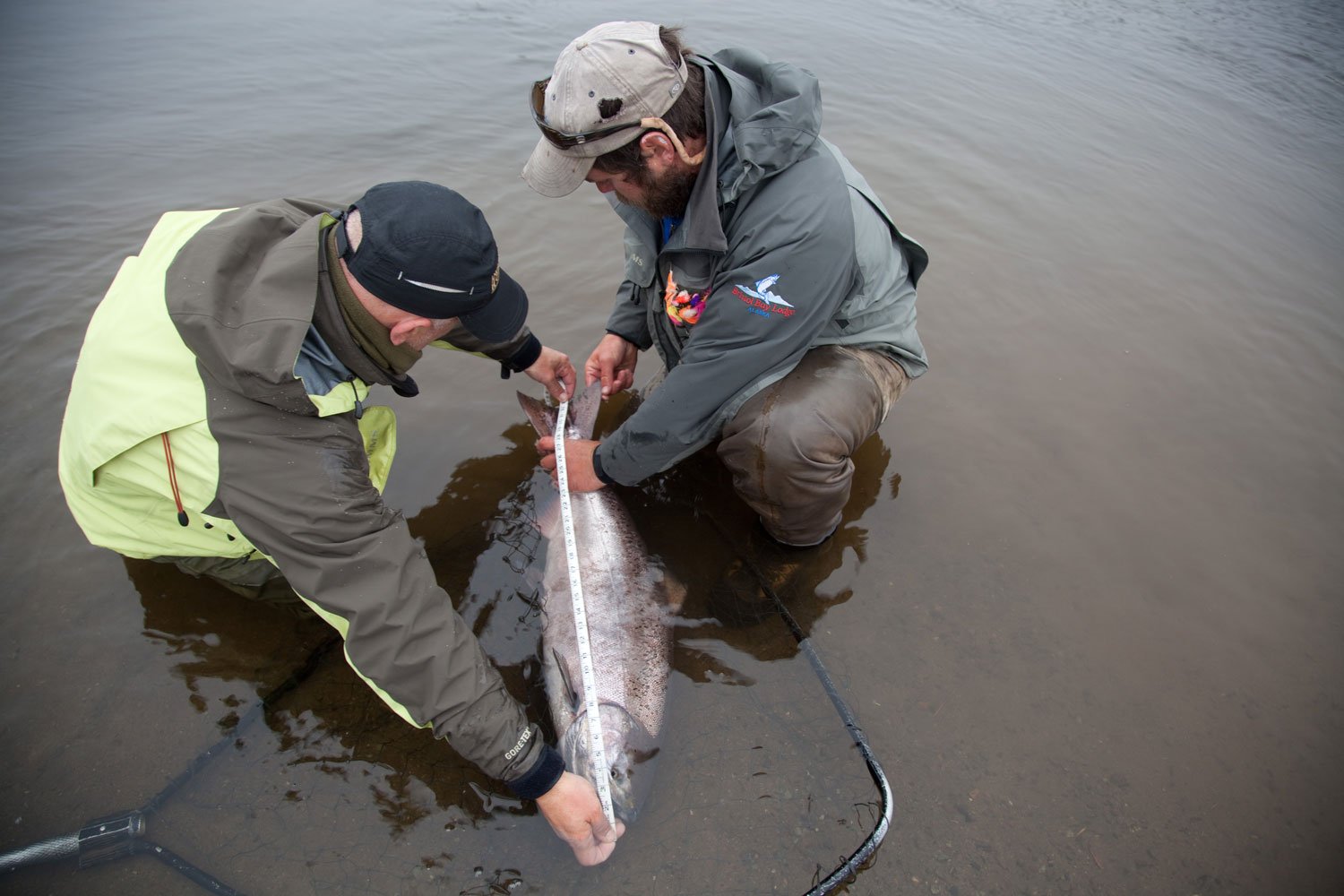 This is what it is all about, measuring a nice size fresh Chinook / King Salmon from Alaska