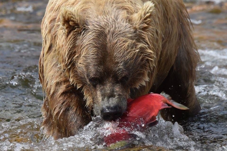 Grisly bear catches Sockeye Salmon