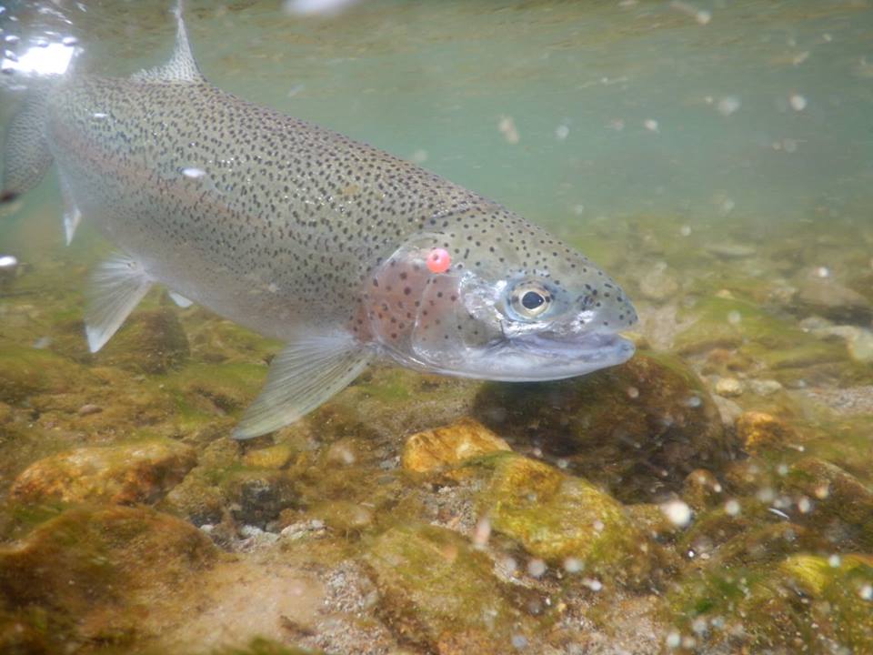 Rainbow Trout hooked with egg fly Alaska