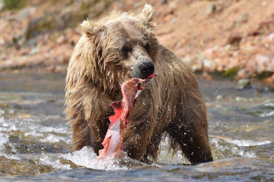 Grisly Bear eating Sockeye Salmon Alaska