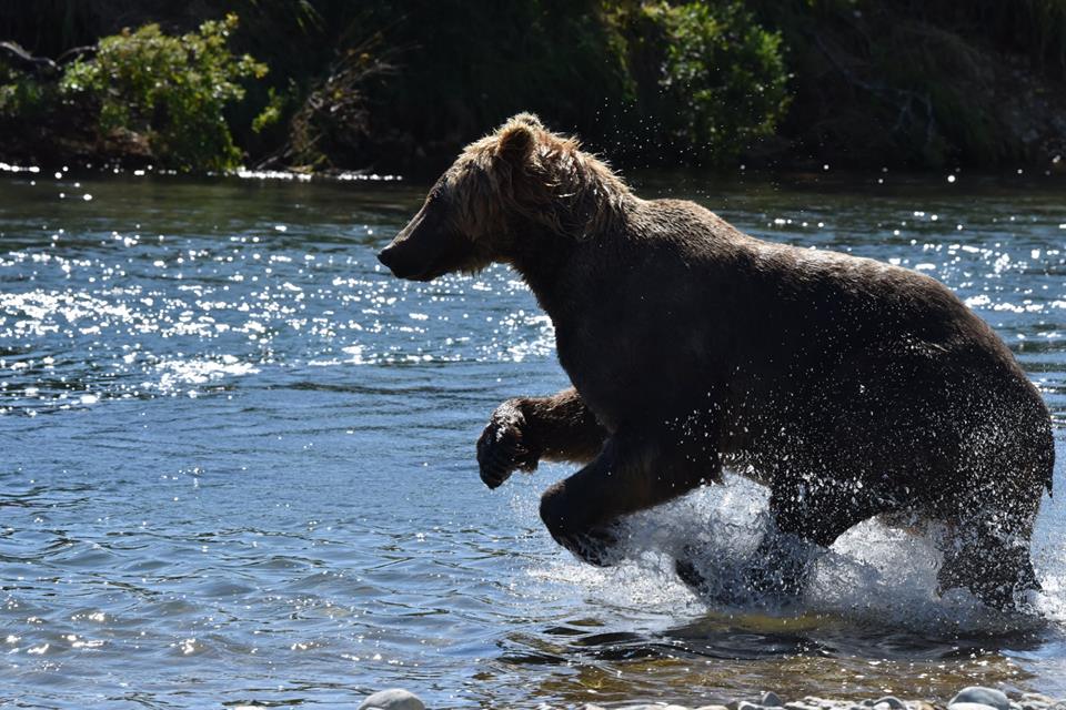 Bear salmon fishing Alaska