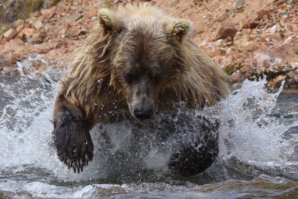 Grisly Bear chasing Salmon Alaska