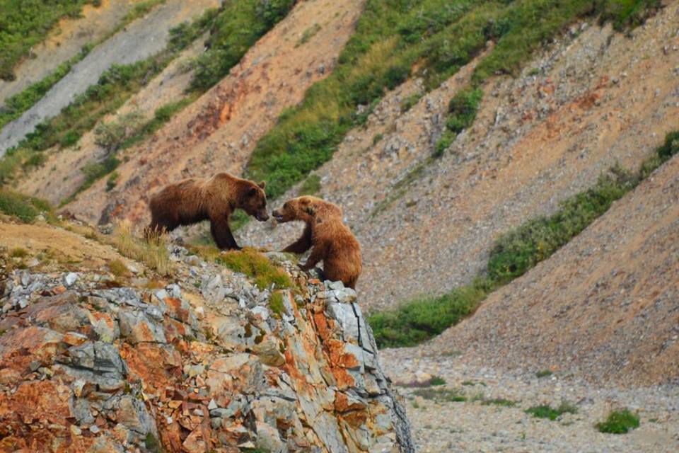 Two Grisly Bears face off for the best fishing spot No See Um Lodge Report