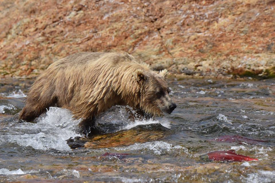 Grisly Bears fishing for Salmon Alaska