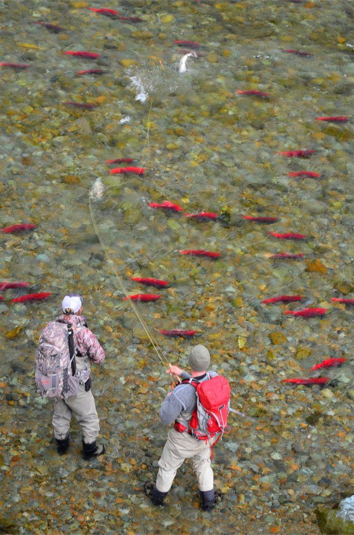 No See Um Lodge Fishing Report What an amazing picture customer hooking and playing Rainbow Trout amongst Sockeye Salmon