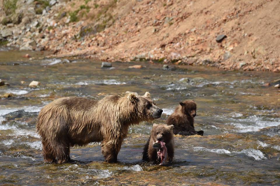 Mother bear with 2 cubs Alaska