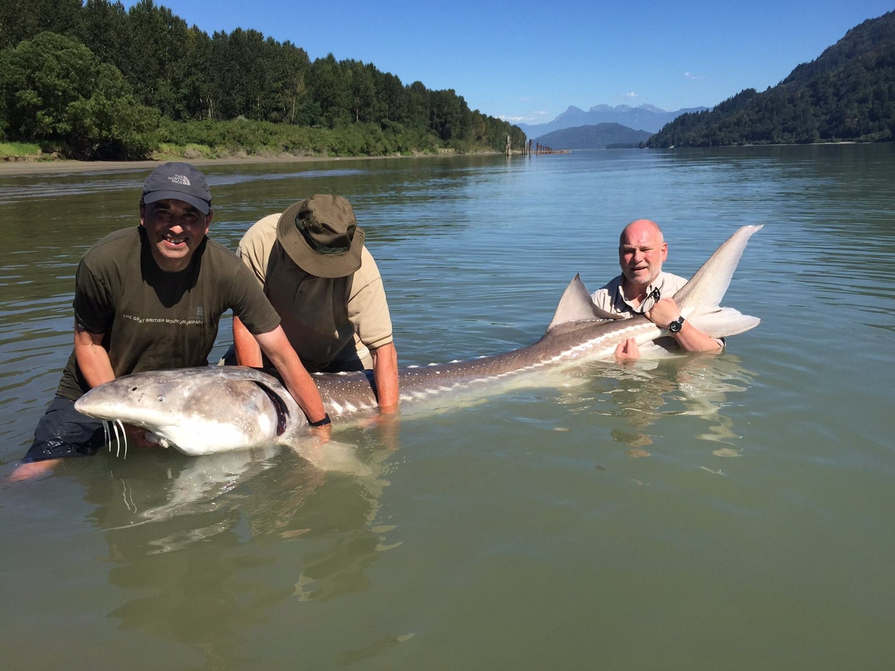 Fishing Report Canada of a huge Sturgeon