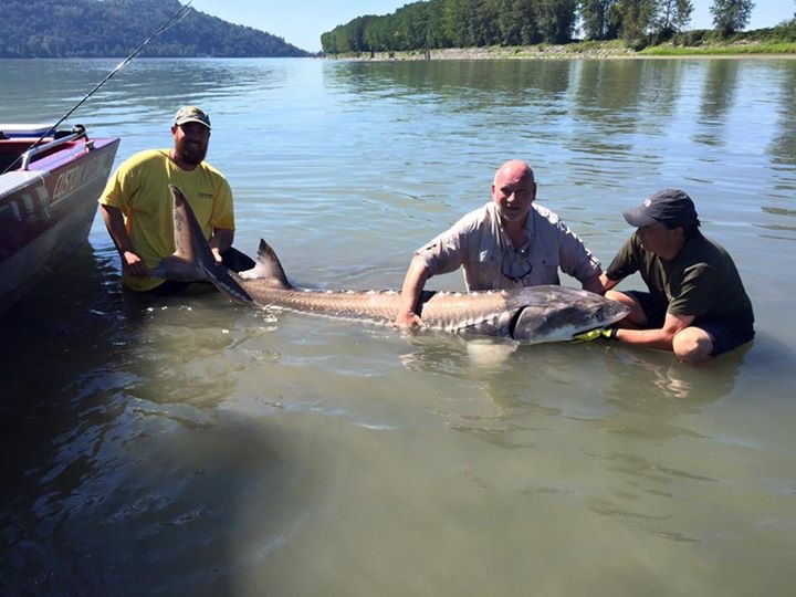 His biggest Sturgeon of the trip Fishing Report Canada