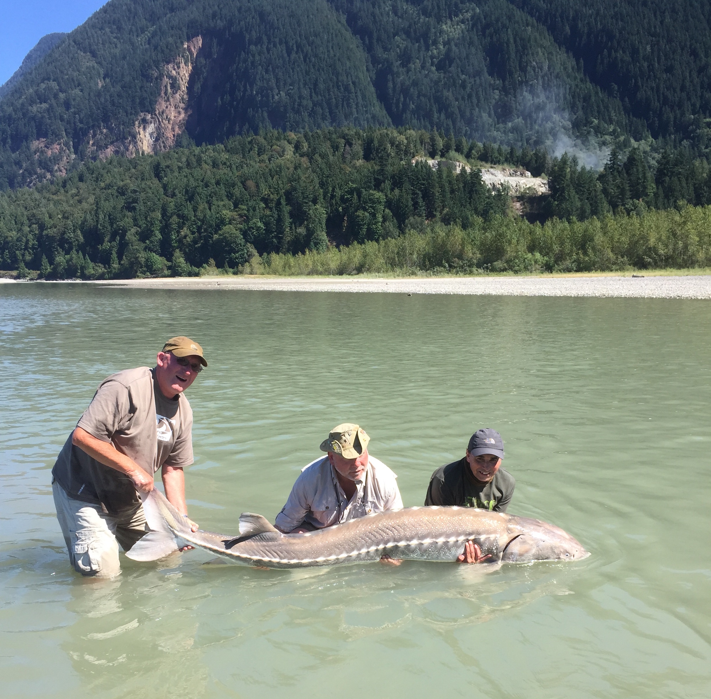 Three guys holding a huge white sturgeon Fishing Report Canada