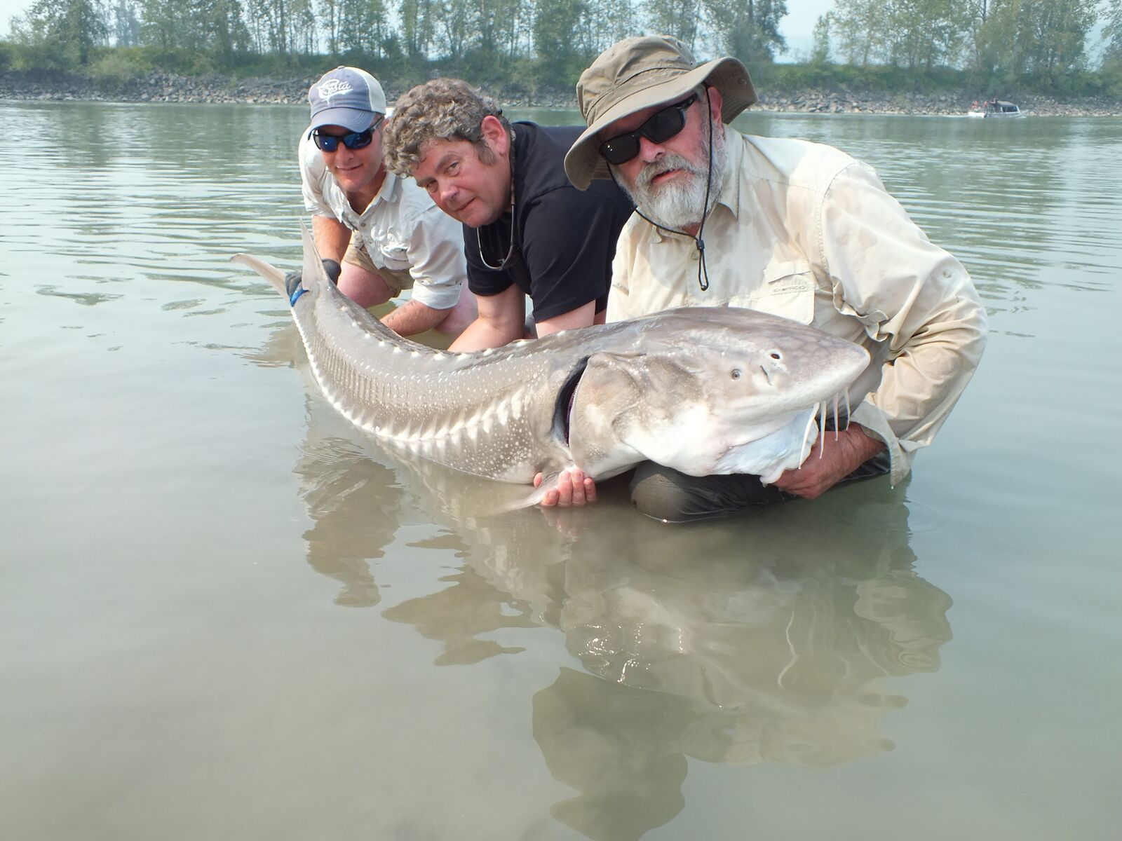 an amazing picture of a big sturgeon Fishing Report Canada