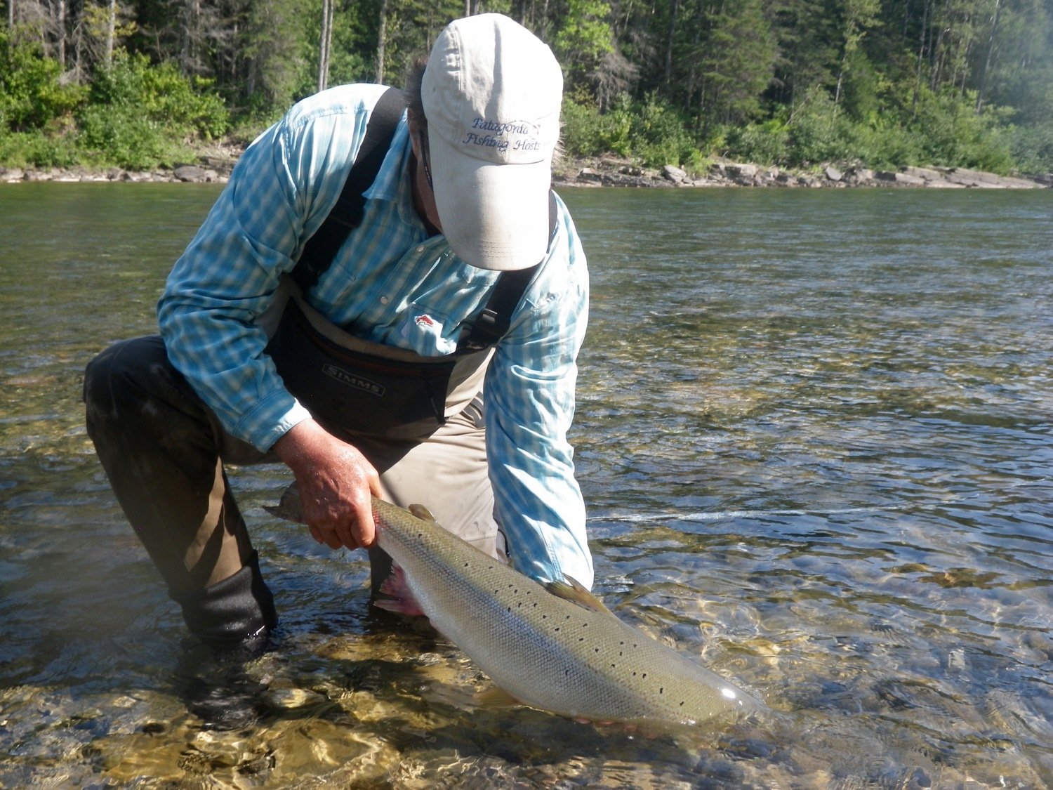 Harrison O'Connor has been coming toCamp Bonaventure Fishing Report for years, he always fishes with a dry fly, no doubt what this one was caught on, nice on Harrison!