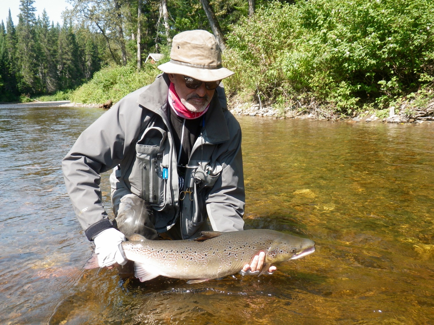 Another fine Atlantic Salmon from the Petite Cascapedia Quebec & Salmon Lodge Fishing Report