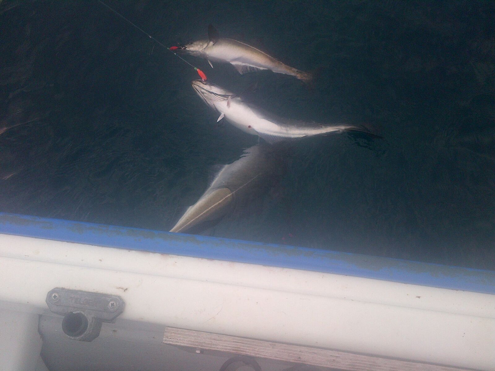 3 hooked up Coalfish from our Norway Fishing Report