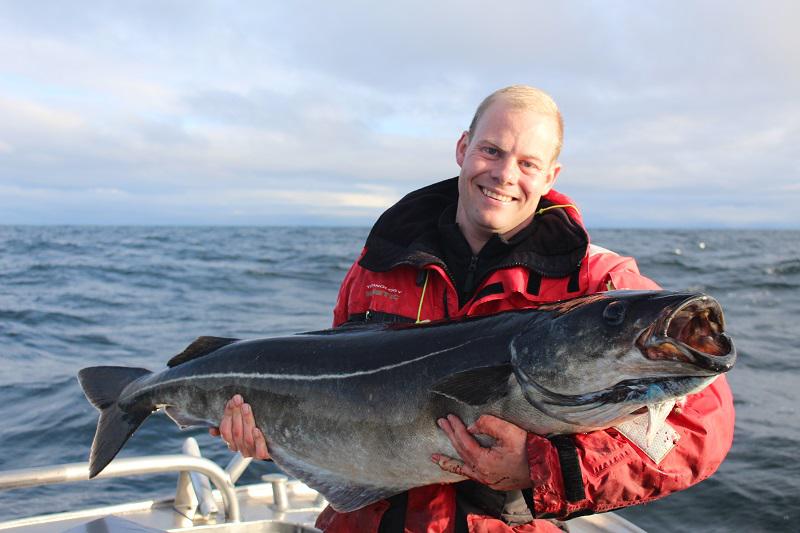 Coalfish Norway Fishing Report how to catch them