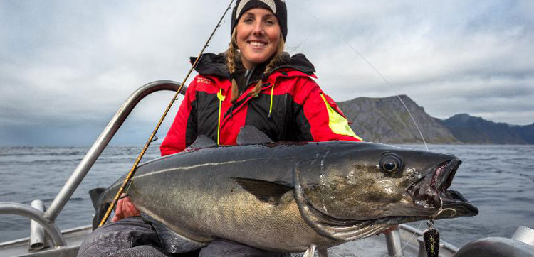 The biggest Coalfish from our camp in Norway