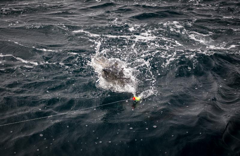 Fishing report Norway Coalfish attacking surface lures