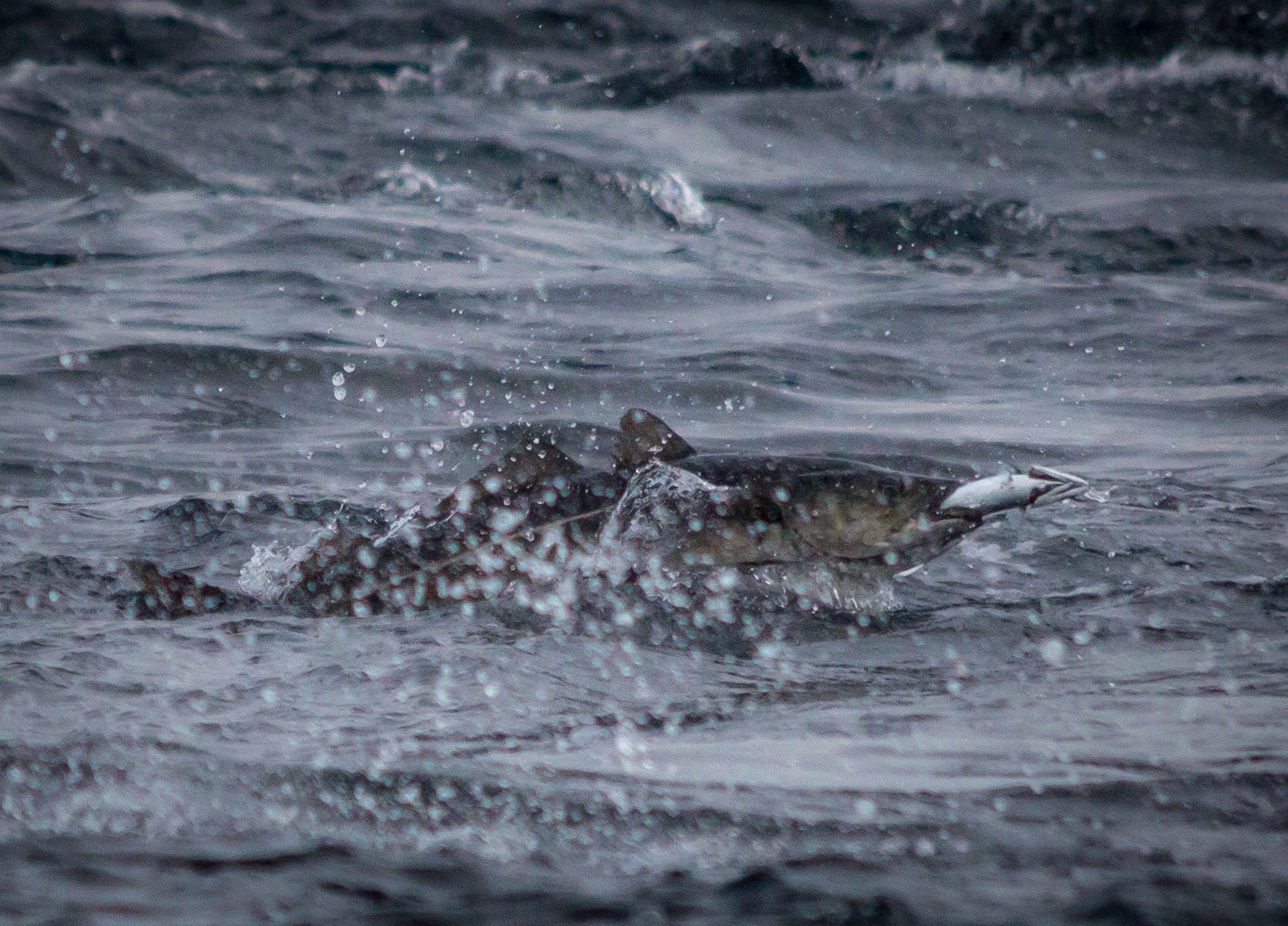 Explosive Coalfish with our fishing report Lofoten Norway