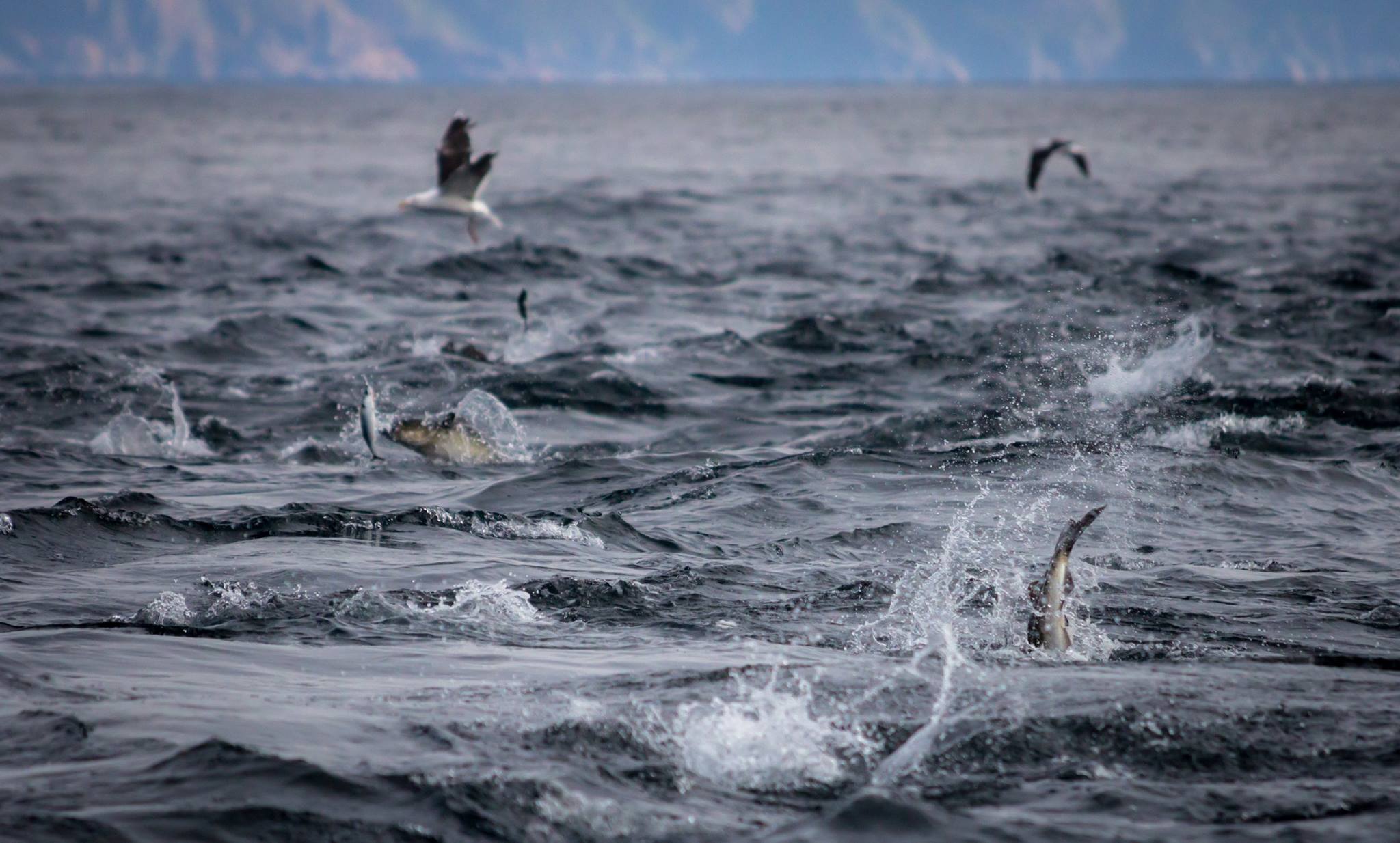 Feeding frenzy of Coalfish from our fishing report Lofoten Norway