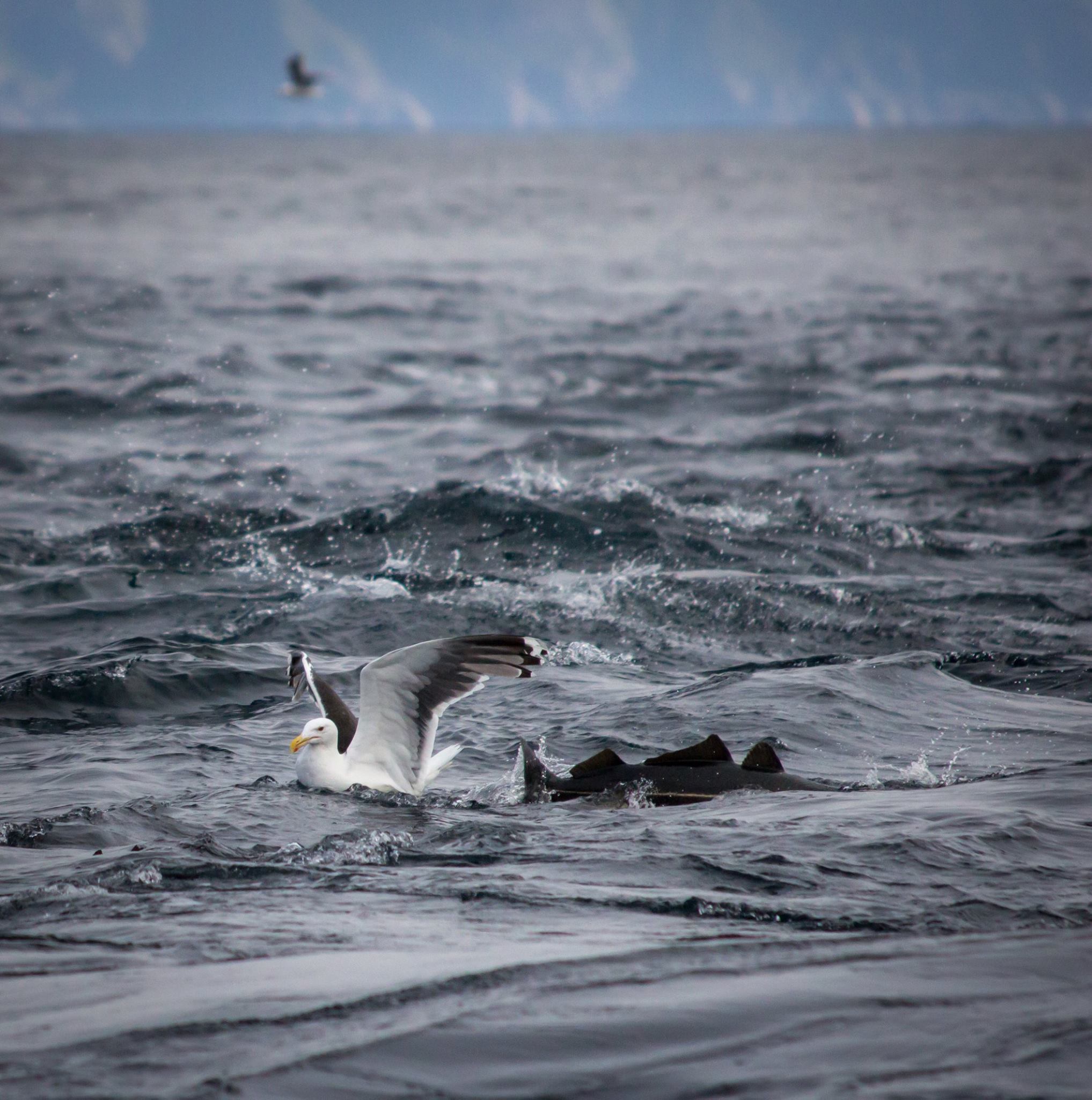 Seagull with Coalfish in our fishing report Lofoten Norway