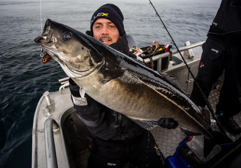Cracking Coalfish fishing report Lofoten Norway