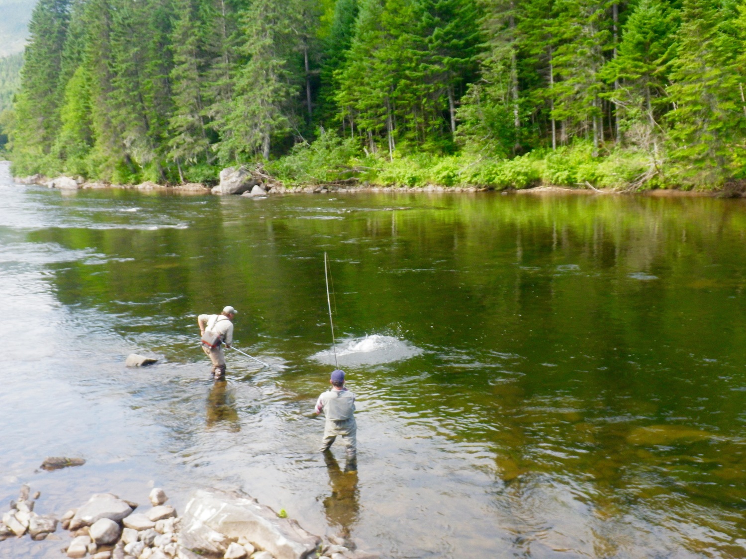 One of our guides netting and Atlantic Salmon from the Salmon Lodge Quebec
