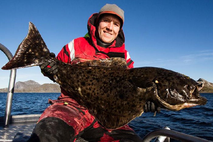 Head Norway Guide catches Halibut from Lofoten