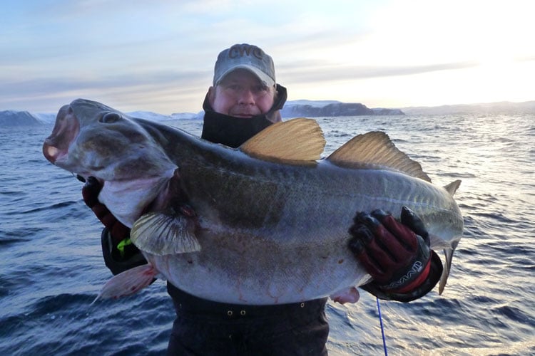 Camp owner fishing with us for big Cod Norway Fishing Report