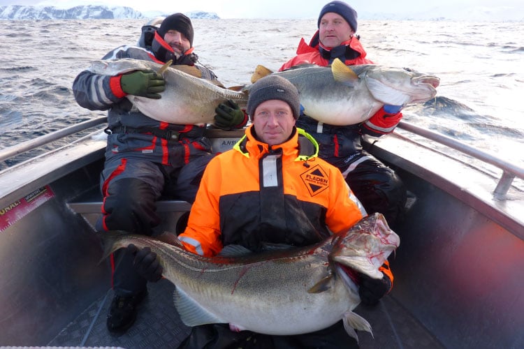 A group of three friends all with huge Cod Norway Fishing Report