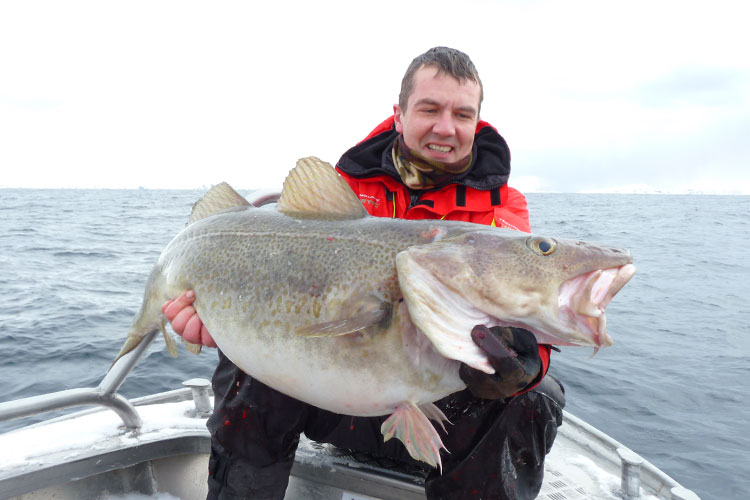 Paul with yet another huge Cod Norway Fishing Report