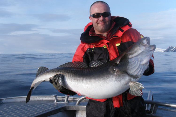 Norway Fishing Report of huge Norwegian Cod