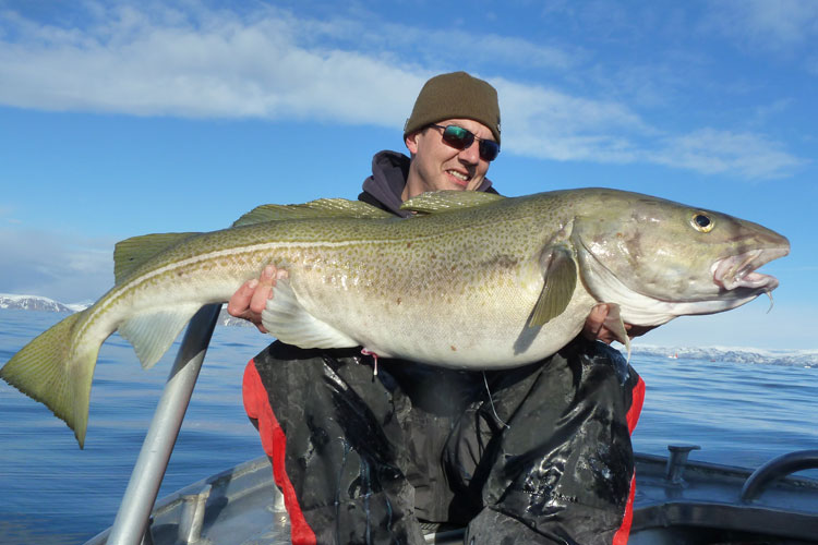 Head Guide Paul with a massive Cod Norway Fishing Report