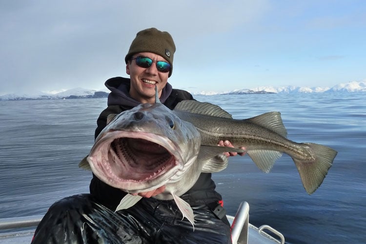 Huead Norway Guide with massive Cod Norway Fishing Report Soroya