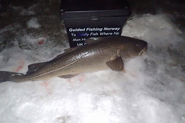24LB shore caught cod from our Norway shore fishing report