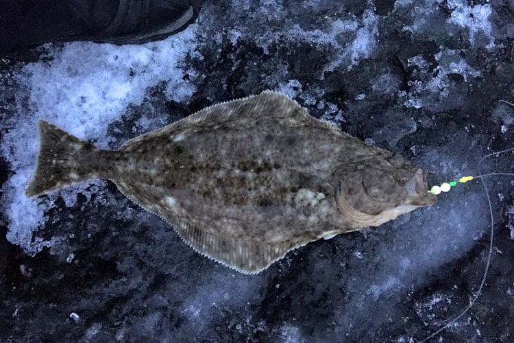 Little baby Halibut from Norway shore fishing report