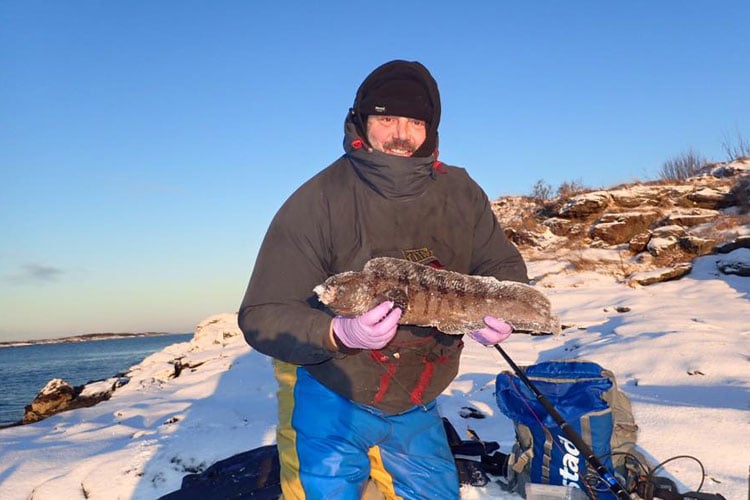A frozen Wolfish Norway Shore Fishing Report Season 2016 what a catch