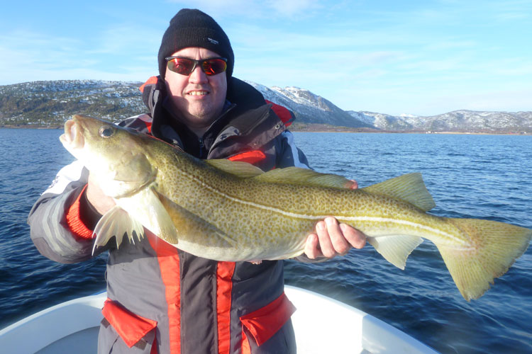 A good sized eating Cod Hosted Norway Sea Fishing