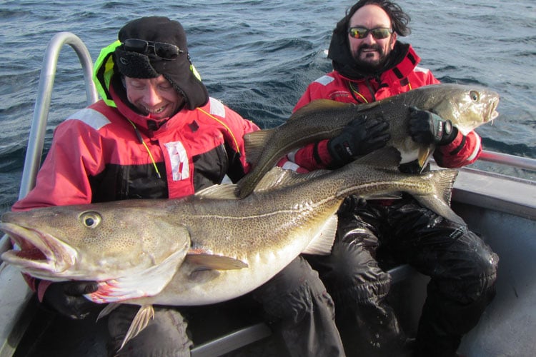 Two giant Cod Hosted Norway Sea Fishing